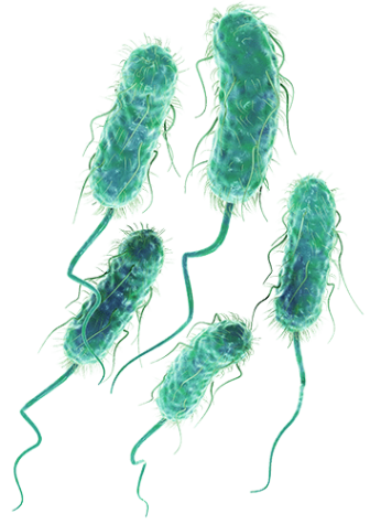 Escherichia coli (STEC)